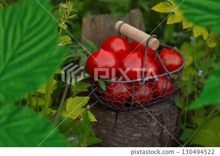 Red tomatoes in metal mesh basket utdoors. Tomatoes  pepper variety shape. Wicker metal mesh basket with tomatoes 130494522