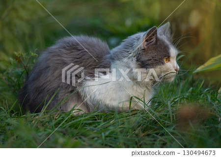 Introducing cat to the outside world. Disoriented and frightened cat in pet friendly garden Introducing cat to the outside world. Disoriented and frightened cat in pet friendly garden 130494673