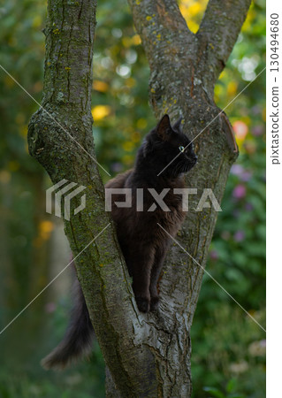Little kitten on a tree branch. Elegant and beautiful kitten trying to climb a tree. Little kitten on a tree branch. Elegant and beautiful kitten trying to climb a tree. 130494680
