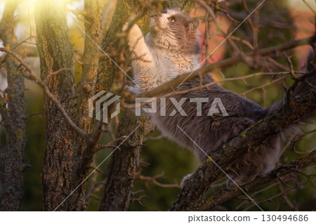 Fluffy colorful beautiful cat prepares to jump from the tree. Attractive pet trying not to fall from tree. 130494686