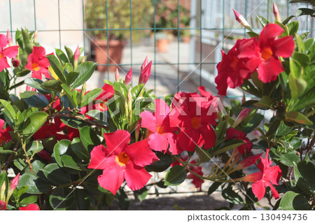 Blooming flowers in yard in terracotta pots in summer. Nature and hobby. Beauty of home. 130494736