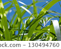 Silver grass leaves bathed in the summer sun 130494760