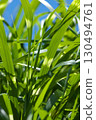 Silver grass leaves bathed in the summer sun 130494761