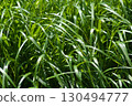 Japanese silver grass basking in the summer sun 130494777