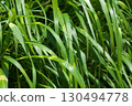 Japanese silver grass basking in the summer sun 130494778