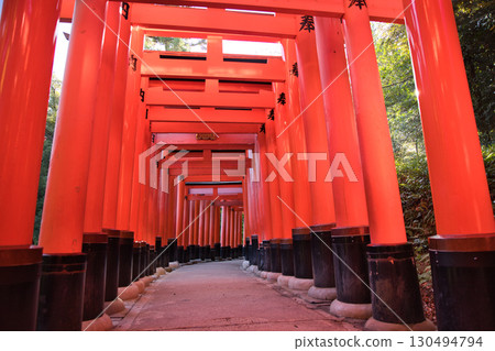 Inari Shrine Fushimi Inari Taisha Shrine: Beautiful sunlight filtering through the trees at the 11 torii gates 130494794