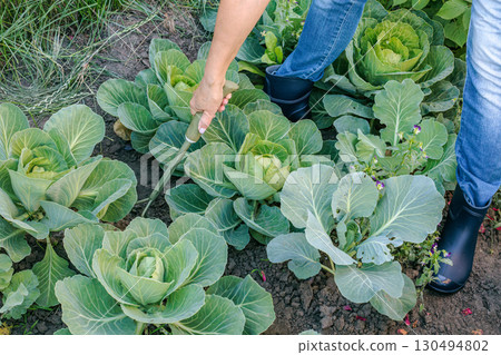 Farmer is loosening soil around the cabbages using a hand garden rake. 130494802