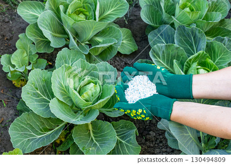 Farmer hands in gloves giving chemical fertilizer to young cabbage. 130494809
