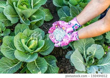 Farmer hands in rubber gloves giving chemical fertilizer to the young cabbages. 130494812