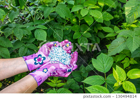 Farmer hands giving chemical fertilizer to the raspberry plants. Farmer hands giving chemical fertilizer to the raspberry plants. 130494814