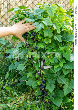 Female gardener examines the currant bush. 130494822