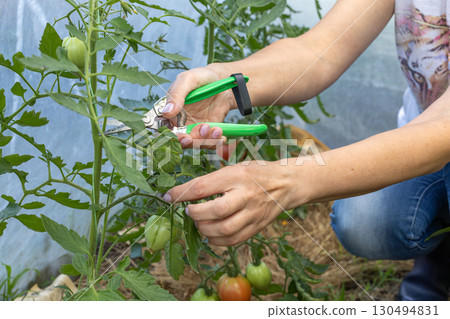 Gardener with a pruner pruning stepchildren from the tomato bush. Gardener with a pruner pruning stepchildren from the tomato bush. 130494831