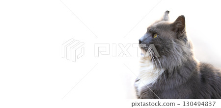 Gray fluffy cat on a white background. 130494837