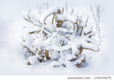 The texture of the branches covered with snow. Winter tree. The texture of the branches covered with snow. Winter tree. 130494870