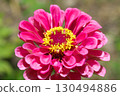 Zinnia blooming in the summer sunshine 130494886