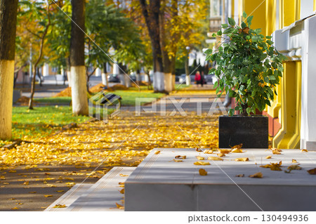 Autumn city landscape. Yellow leaves lie on the asphalt path. 130494936