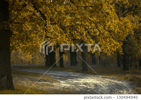 Autumn tree with yellow leaves on the background of the path stretching into the distance. Autumn tree with yellow leaves on the background of the path stretching into the distance. 130494940