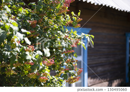 Rustic background. Green bush on the background of a wooden wall of the house. Rustic background. Green bush on the background of a wooden wall of the house. 130495060