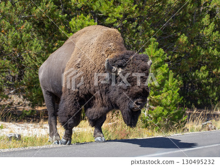 Male Bison crossing road in Yellowstone National Park. Male Bison crossing road in Yellowstone National Park. 130495232