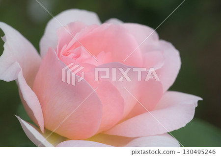 Pink roses whose petals still have a long way to go before they bloom 130495246