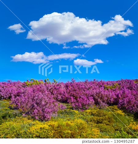 The way of Saint James in Leon pink mountains The way of Saint James in Leon pink mountains 130495287