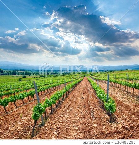 vineyard in El Bierzo of Leon by Saint James Way vineyard in El Bierzo of Leon by Saint James Way 130495295