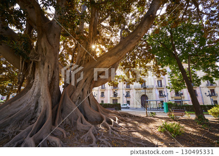 Valencia Glorieta park big ficus tree Spain Valencia Glorieta park big ficus tree Spain 130495331