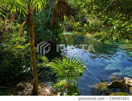 Cenote in Riviera Maya of Mayan Mexico 130495363
