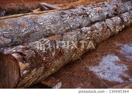 Chico Zapote Manilkara zapota wood Mexico 130495364
