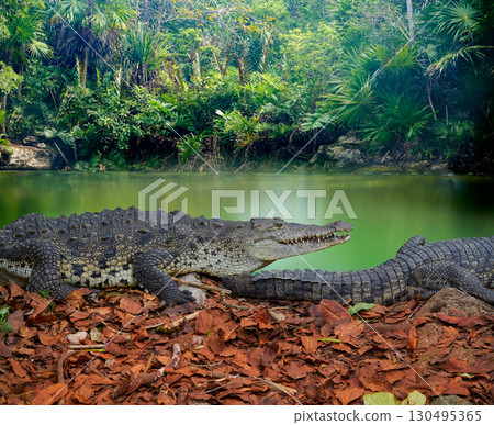 Crocodile Mexico Riviera Maya photomount 130495365