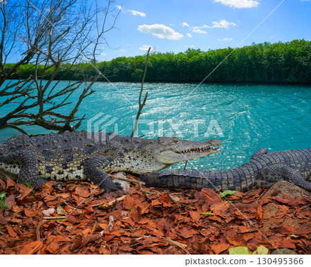 Crocodile Mexico Riviera Maya photomount 130495366