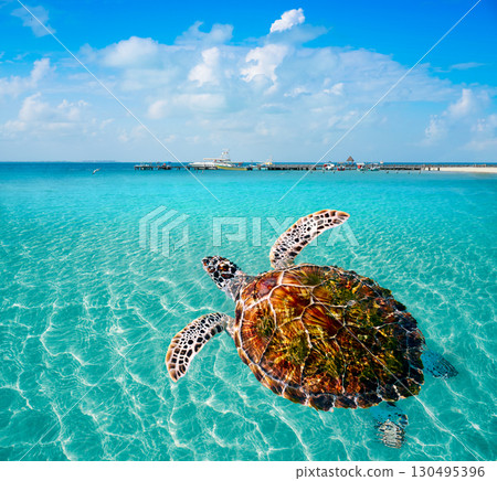 Turtles photomount in Caribbean Isla Mujeres Turtles photomount in Caribbean Isla Mujeres 130495396