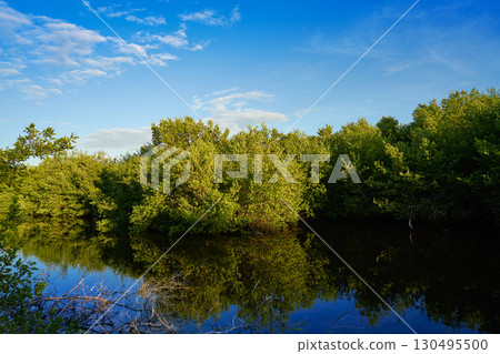Holbox Island mangroove Quintana Roo Mexico 130495500
