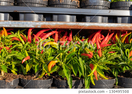 Close-up of colorful chili peppers in pots Close-up of colorful chili peppers in pots 130495508