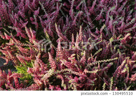 Blooming heather plants in autumn sunlight 130495510