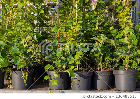 Potted grapevine seedlings displayed for sale 130495513