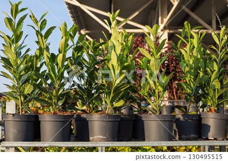 Potted cherry laurel shrubs on metal shelf Potted cherry laurel shrubs on metal shelf 130495515