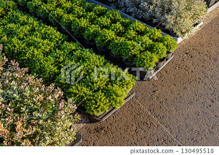 Potted ornamental groundcover plants arranged in rows for sale Potted ornamental groundcover plants arranged in rows for sale 130495518