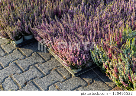 Potted heathers arranged for autumn market sale 130495522