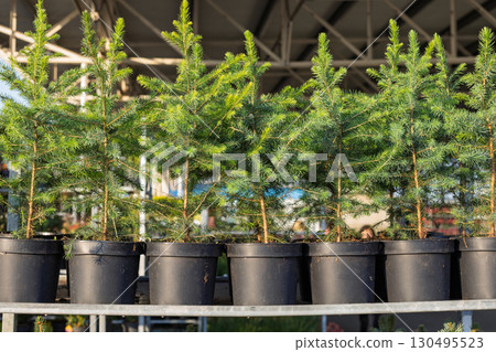 Young spruce trees in pots at garden center 130495523
