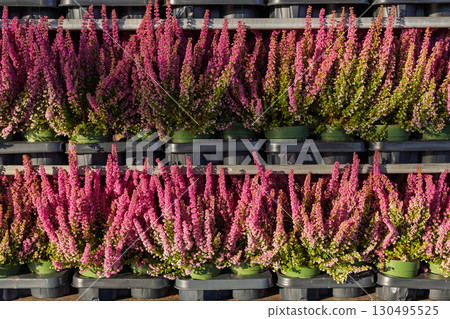 Rows of pink heather pots on racks 130495525