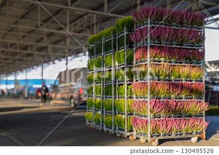 Rolling racks loaded with colorful heather Rolling racks loaded with colorful heather 130495526
