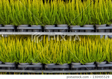 Yellow heather pots stacked on racks 130495529
