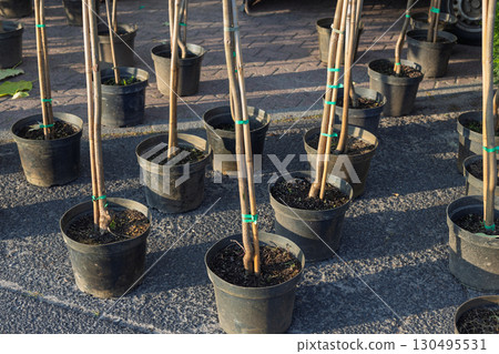 Young grafted tree saplings in nursery pots 130495531