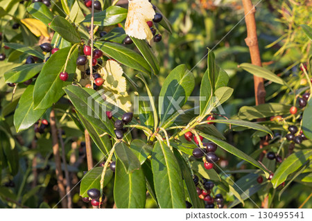 Close up of cherry laurel branches with berries 130495541