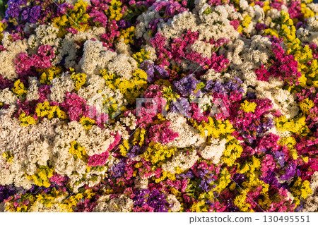 Colorful dried statice flowers close-up 130495551