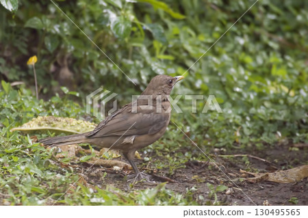 Clay-colored Thrush or Robin, Turdus grayi, foraging on the ground 130495565