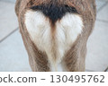 Deer ass 130495762