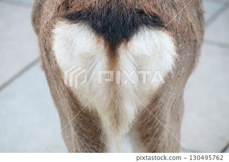 Deer ass Deer ass 130495762