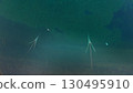 Exploring the serene underwater world at a tranquil bay with graceful marine life in the soft glow of daylight 130495910